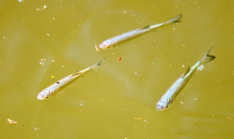 E questi? Giovanili di Squalius squalus, cavedano italico